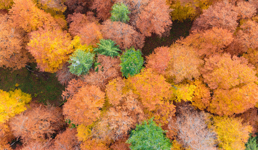 Herbstlicher-Buchen-Mischwald
